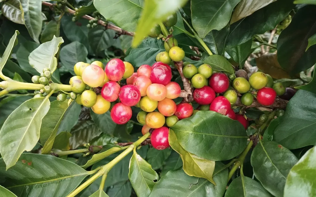 Kaffee, Kakao und Panela – eine kulinarische Genussreise