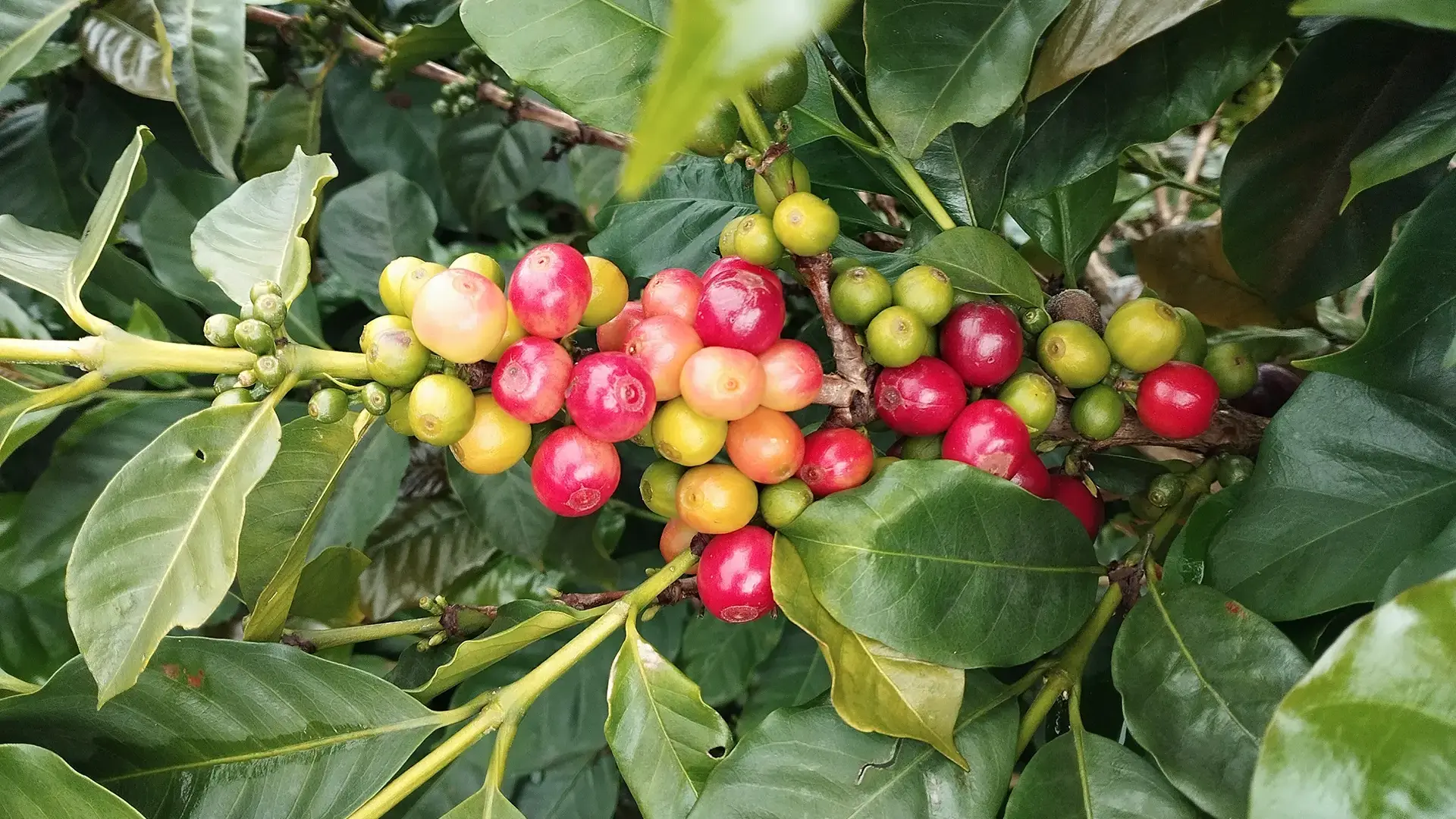 Kaffee, Kakao und Panela - eine kulinarische Genussreise nach Huila Kolumbien
