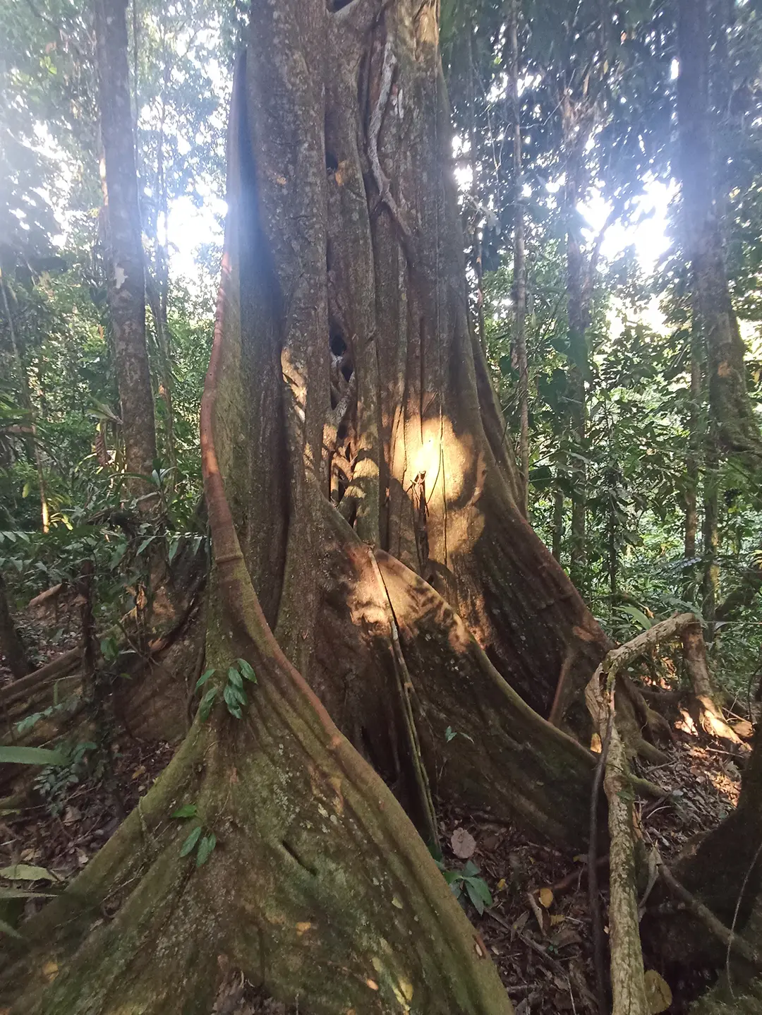 Putumayo Wasserfälle, Regenwald, indigene Kultur - Reise nach Kolumbien